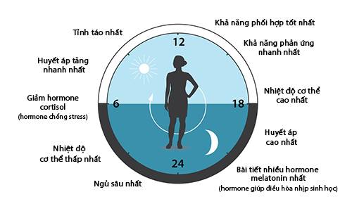 Sinh lý cơ thể sẽ tuần hoàn theo nhịp sinh học